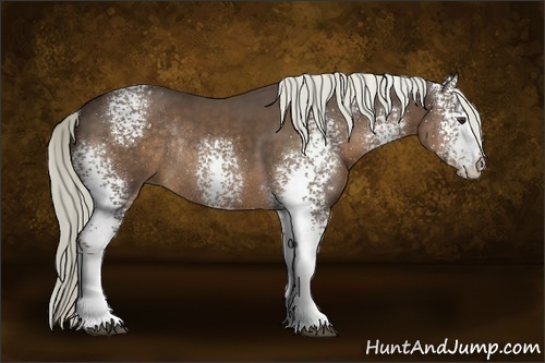 Horse Color:White Spotted Liver Chestnut Rabicano 