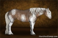 Horse Color:White Spotted Liver Chestnut Rabicano