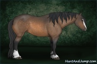 Horse Color:Buckskin Sabino