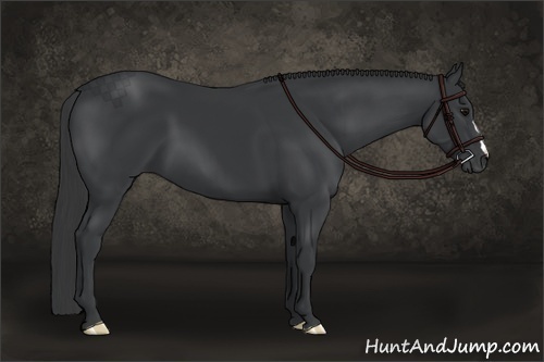 Horse Color:Black 