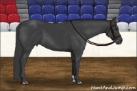 Horse Color:Smoky Black 