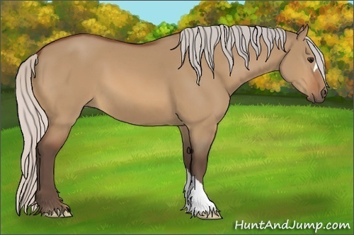 Horse Color:Silver Bay Dun