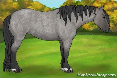 Horse Color:Grullo Roan 