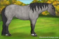Horse Color:Grullo Roan 