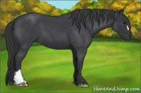 Horse Color:Blue Roan 