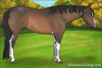 Horse Color:Buckskin Sabino Tobiano
