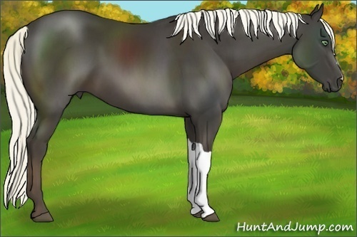 Horse Color:Liver Chestnut 