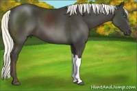 Horse Color:Liver Chestnut 