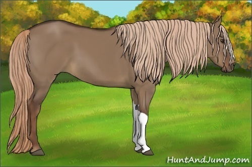 Horse Color:Liver Red Dun 