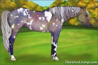 Horse Color:White Spotted Silver Bay Dun Rabicano 