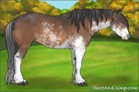 Horse Color:Buckskin Sabino