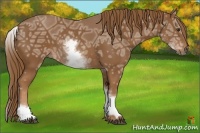 Horse Color:White Spotted Chestnut Ice 