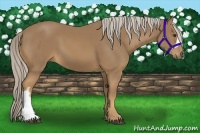 Horse Color:Palomino 