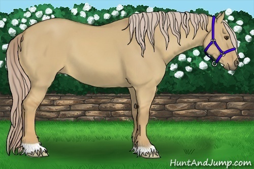 Horse Color:Palomino Dun 