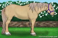 Horse Color:Palomino Dun