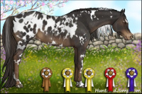 Horse Color:White Spotted Liver Chestnut Blanket 