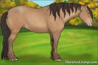 Horse Color:Amber Champagne