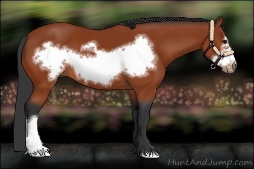 Horse Color:Bay Frame 