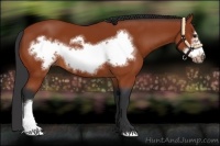 Horse Color:Bay Frame 