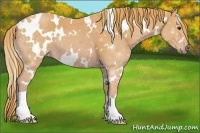 Horse Color:Watercolor White Spotted Chestnut 