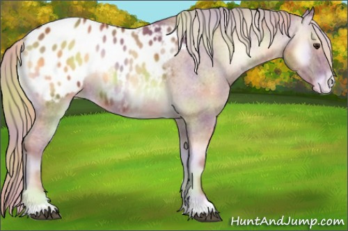 Horse Color:Nacre Red Onyx Appaloosa 