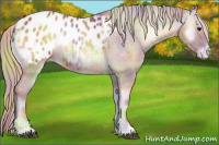 Horse Color:Nacre Red Onyx Appaloosa 