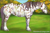 Horse Color:Nacre Red Onyx Roan Appaloosa 