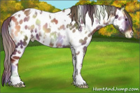 Horse Color:Nacre White Spotted Red Onyx Appaloosa 