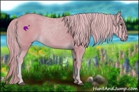 Horse Color:Watercolor Palomino 