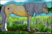Horse Color:Watercolor Bay 