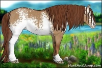 Horse Color:White Spotted Red Dun 