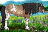 Horse Color:White Spotted Sable Champagne 