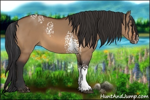 Horse Color:White Spotted Bay Dun 