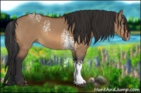 Horse Color:White Spotted Bay Dun 