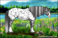 Horse Color:Blue Roan Splash Appaloosa 