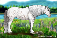 Horse Color:Brown Tobiano Appaloosa 