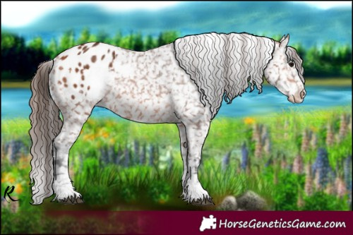 Horse Color:Brown Appaloosa