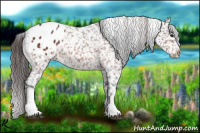 Horse Color:Bay Roan Appaloosa 