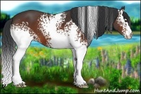 Horse Color:White Spotted Bay 