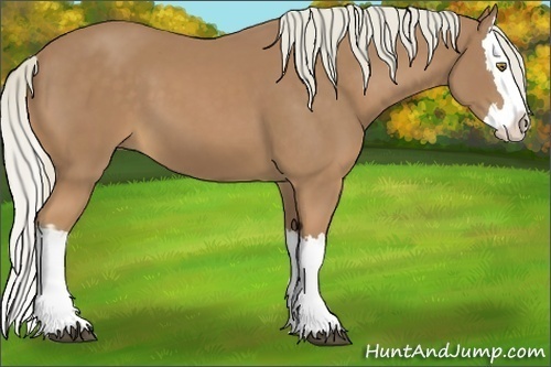 Horse Color:Palomino Splash