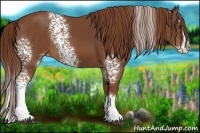 Horse Color:White Spotted Chestnut Splash 