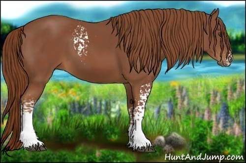 Horse Color:White Spotted Chestnut 