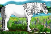 Horse Color:White Spotted Bay 