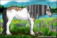 Horse Color:White Spotted Bay Dun Frame 