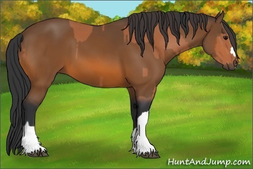 Horse Color:Bay  and Bay 