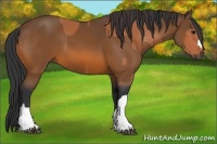 Horse Color:Bay  and Bay 
