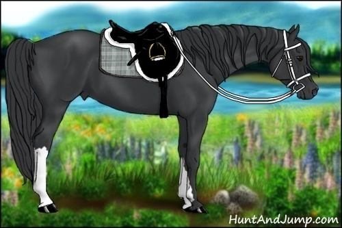 Horse Color:Black 