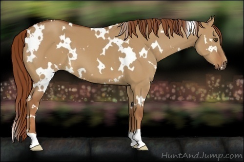 Horse Color:White Spotted Red Dun