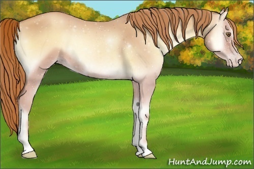 Horse Color:Gold Champagne Onyx