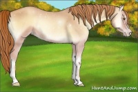 Horse Color:Gold Champagne Onyx